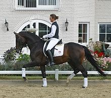The Sports Archives Blog - The Sports Archives - A Beginners Guide to Horseback Riding!