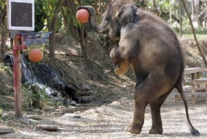 funny sports elephant basketball